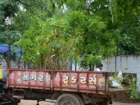 Tree Plantation 2019