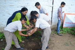 Tree Plantation 2019