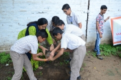 Tree Plantation 2019