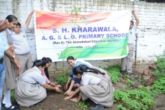 Tree Plantation 2019