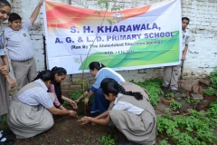 Tree Plantation 2019