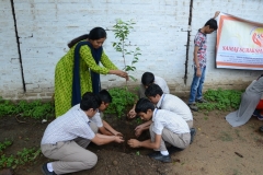 Tree Plantation 2019