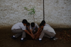 Tree Plantation 2019