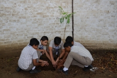 Tree Plantation 2019