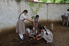 Tree Plantation 2019