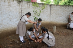 Tree Plantation 2019