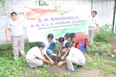 Tree Plantation 2019