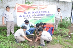 Tree Plantation 2019