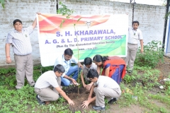 Tree Plantation 2019