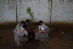 Tree Plantation 2019