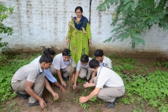 Tree Plantation 2019