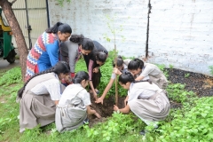 Tree Plantation 2019