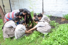 Tree Plantation 2019